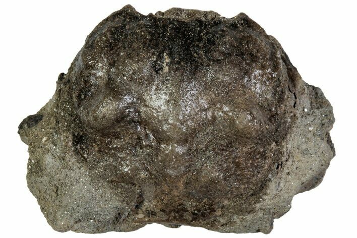 Cretaceous Crab (Dakoticaucer) Fossil - Mississippi #315746